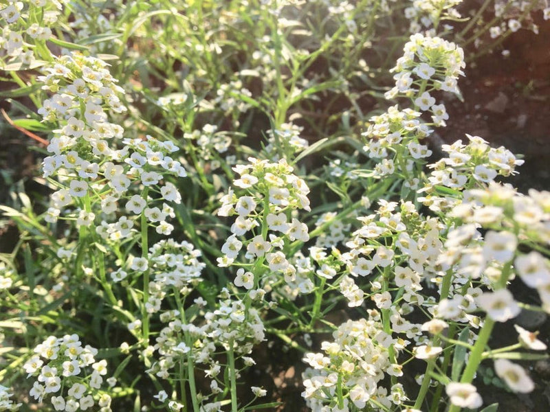 Alyssum (alyssum blume) samen for anpflanzung in home garten