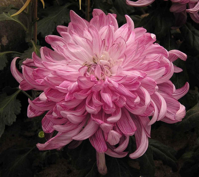 Rosa weiß chrysanthemum blume samen for anpflanzung - drought tolerant, heirloom & gmo free samen for home garten
sale for anpflanzung in home garten.