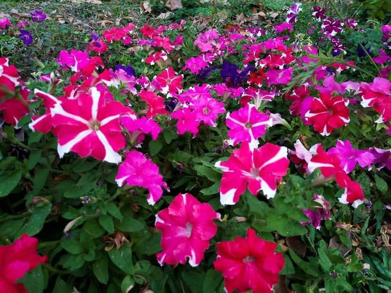 Petunia hybrid grandiflora blume samen