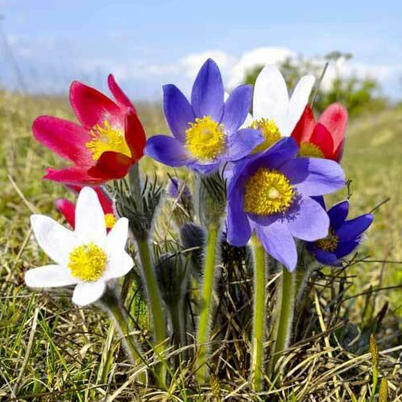 Pulsatilla blume samen for anpflanzung - hardy variety, heirloom & gmo free samen for home garten
sale samen for anpflanzung in home garten