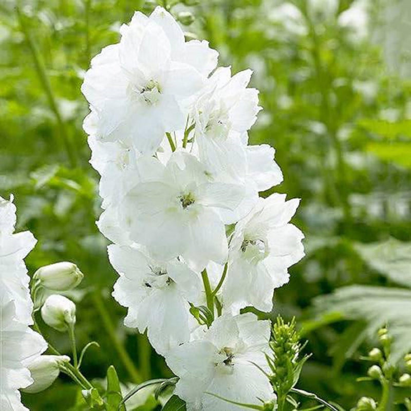 Larkspur delphinium elatum weiß king for anpflanzung in blume bed