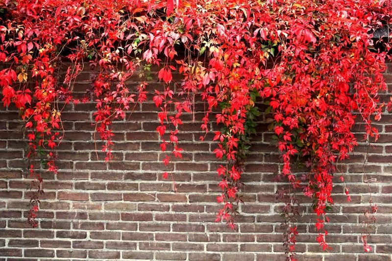 Rot boston ivy blume samen for anpflanzung - easy to grow, heirloom & gmo free samen for home garten
sale for anpflanzung in home garten