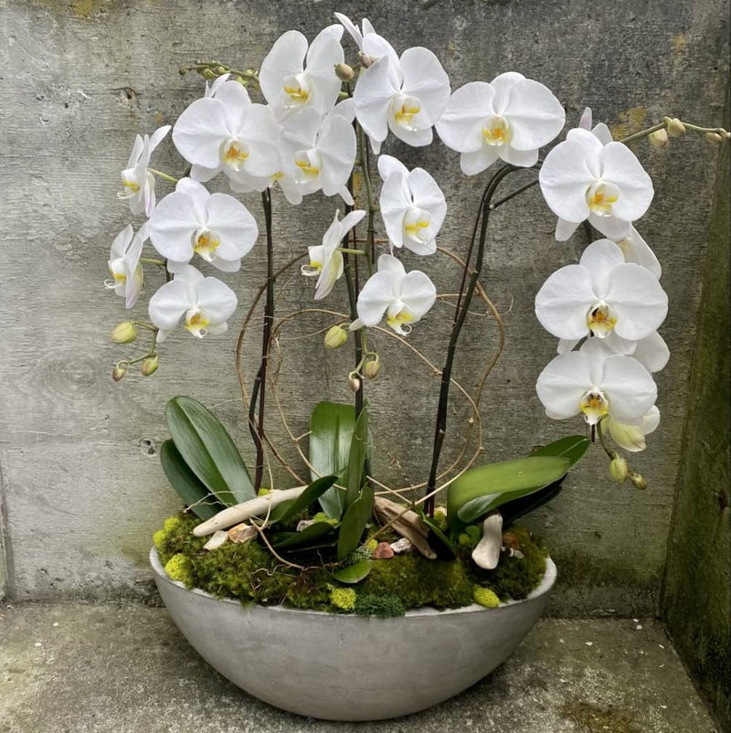 Blau orchid phalaenopsis orchid blume samen for exotic garten beauty