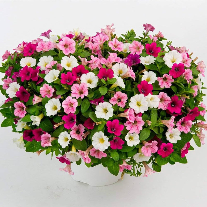 Pelleted petunia strawberry ice samen