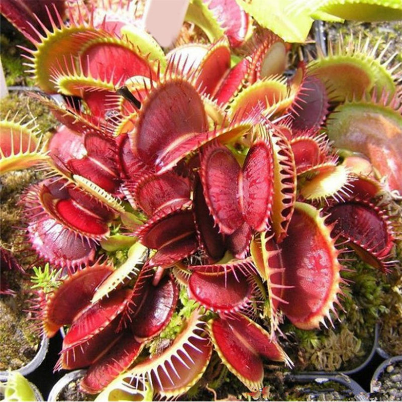 Rot catching pflanze or venus fly trap insectivorous blume samen for anpflanzung - seasonal bloomer, heirloom & gmo free samen for home garten
sale samen for home garten