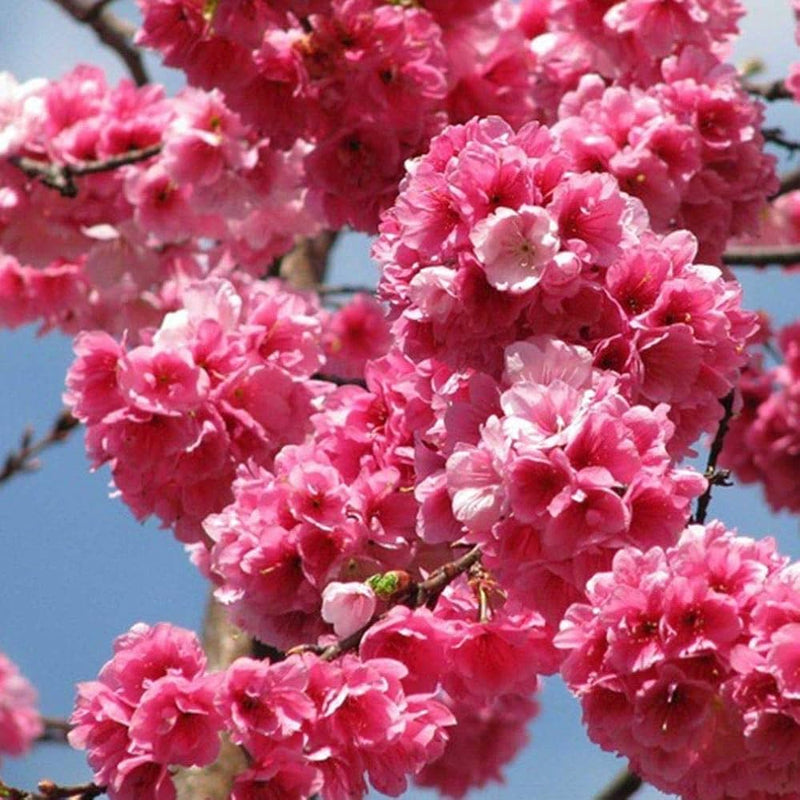 Rosa fraseri serrulata blume samen for anpflanzung - perfect for borders, heirloom & gmo free samen for home garten
sale samen for home garten