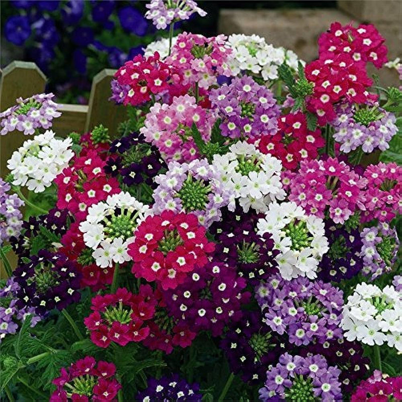 Vervain blume samen for anpflanzung - cut blume favorite, heirloom & gmo free samen for home garten
sale samen for anpflanzung in home garten