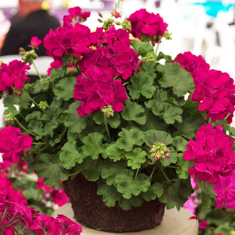 Pelargonium peltatum geranium samen for indoor