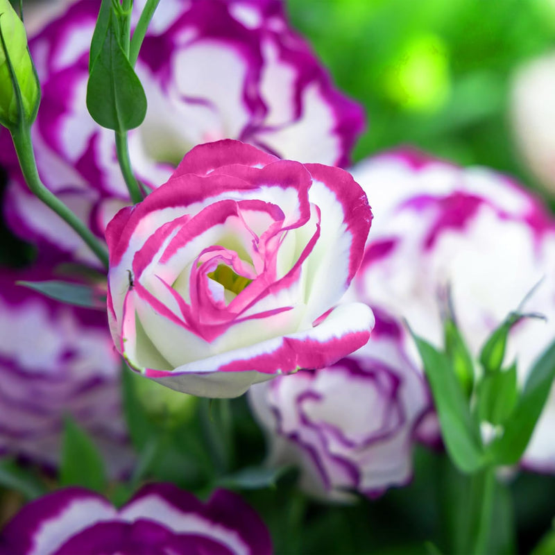 Blanco y rojo, lisianthus (Lisianthus), semillas de flores para siembra, variedad tradicional, sin transgénicos, semillas de jardín, respetuosas con los polinizadores