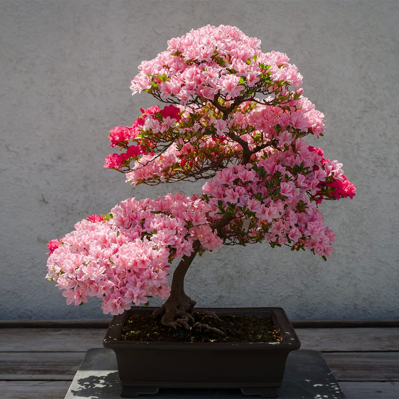 Rare bonsai hot rose & rosa azalea samen for colorful garten blooms