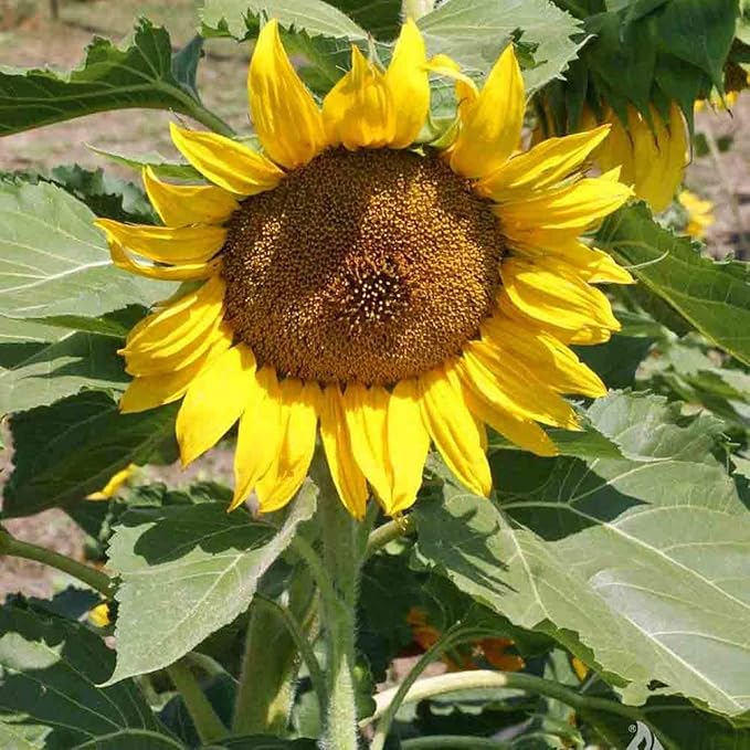 Heirloom sunflower "zwerg sunspot" samen for compact blooms
