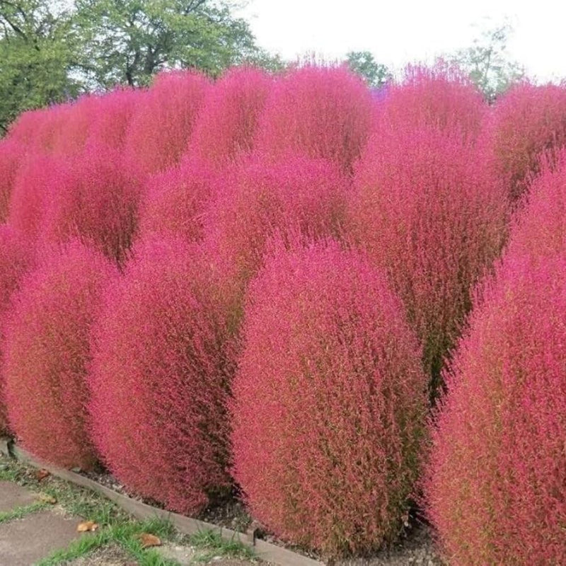 Graines de fleurs d’arbuste ardent rouge à semer – floraison prolongée saisonnière – variété traditionnelle et sans OGM, graines pour jardin familial