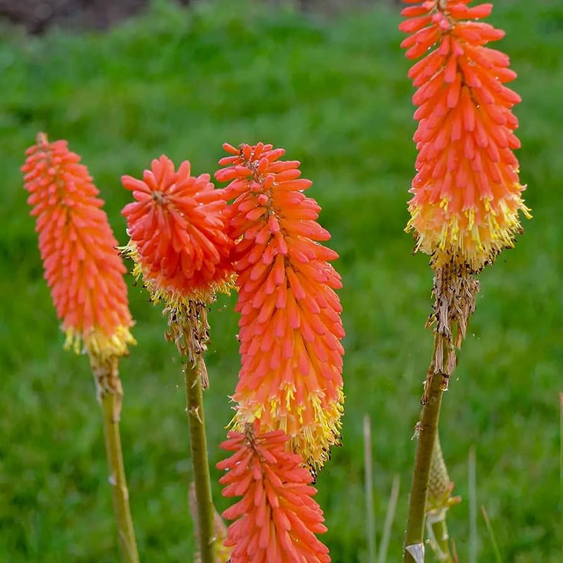 Rot hot poker kniphofia uvaria for anpflanzung in xeriscape garten
