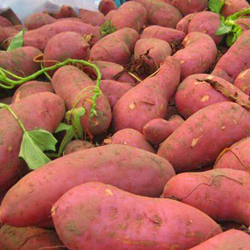Süßkartoffelsamen zum Anpflanzen – orangefarbene und gelbe Sorten