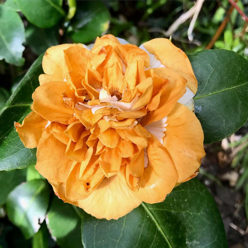 Orange weiß camellia blume samen for anpflanzung - hardy variety, heirloom & gmo free samen for home garten
sale for anpflanzung in home garten