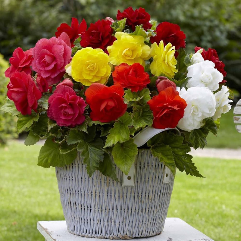 Semillas de flores de begonia para siembra, favorables para los polinizadores, variedad tradicional y sin ingeniería genética, semillas para el huerto doméstico