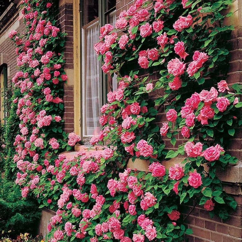 Graines de fleurs de rosier grimpant rose vivace à semer, facile d’entretien, variété traditionnelle sans OGM, graines pour jardin familial