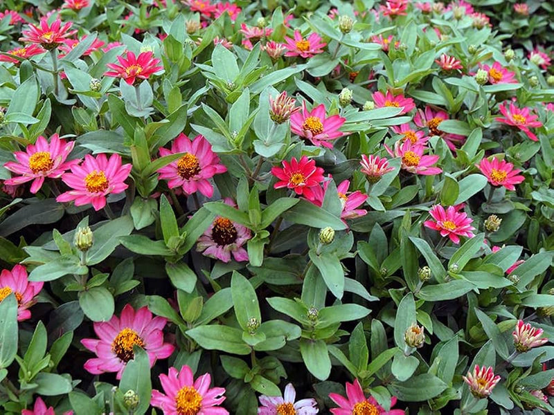 Zinnia zinnia elegans for anpflanzung in blume bed