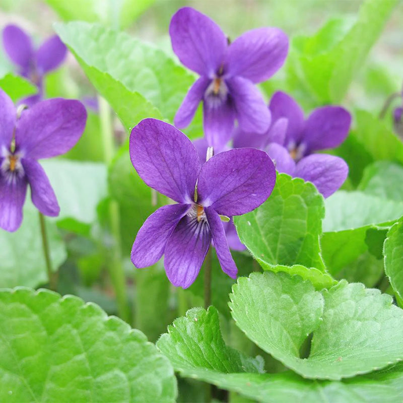Mini-violette violette, graines de fleurs à semer, essentielle pour un jardin de style maison de campagne, variété traditionnelle sans OGM, graines pour jardin familial