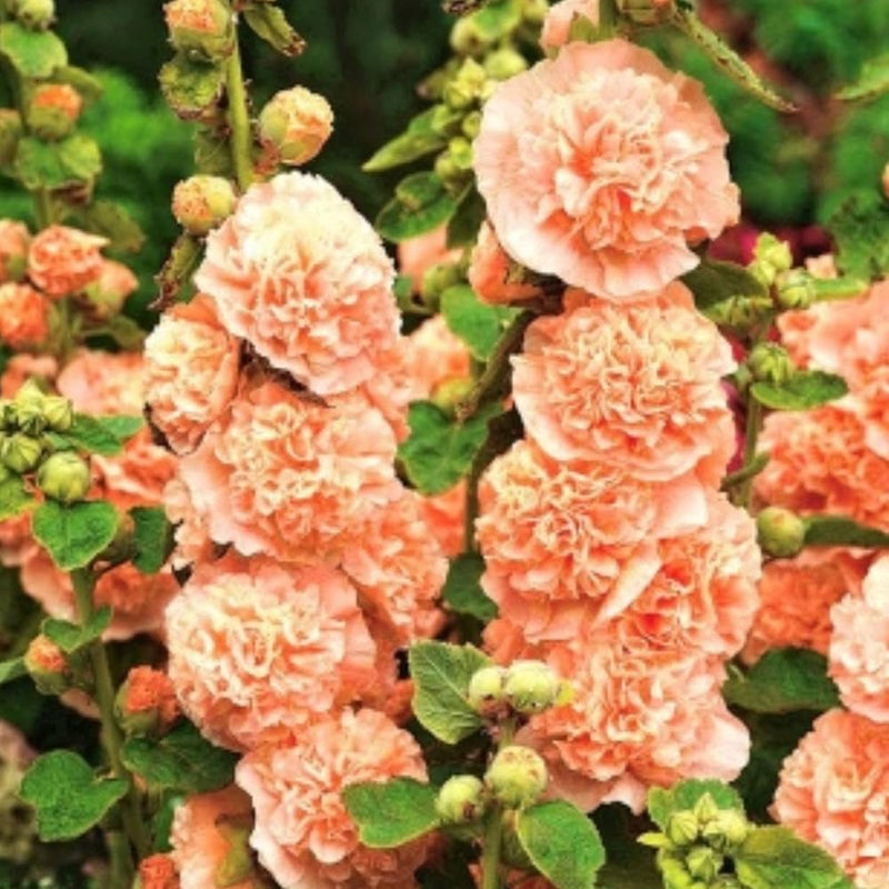 Orange hollyhock alcea rosea for anpflanzung in blume bed