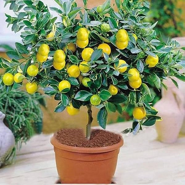 Rainbow lemon tree samen for bonsai and home gardens