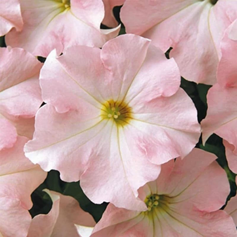 Pelleted appleblossom dreams petunia samen