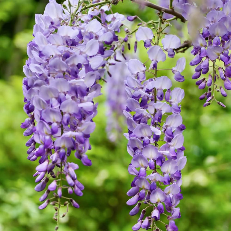Violet wisteria blume samen for anpflanzung - vibrant colors, heirloom & gmo free samen for home garten
sale for anpflanzung in home garten.