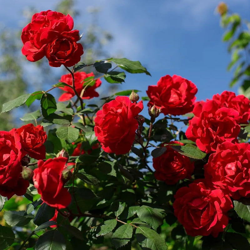 Graines de rose hollandaise rouge à semer, variété traditionnelle sans OGM, graines, fleurs, culture