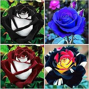 Rainbow rose rosa spp for anpflanzung in blume bed