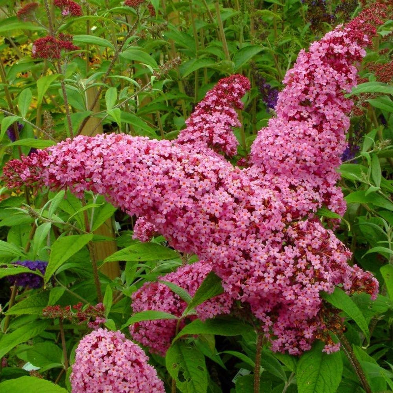 Rosa buddleia butterfly bush blume samen for anpflanzung - cottage garten essential, heirloom & gmo free samen for home garten
sale samen for anpflanzung in home garten