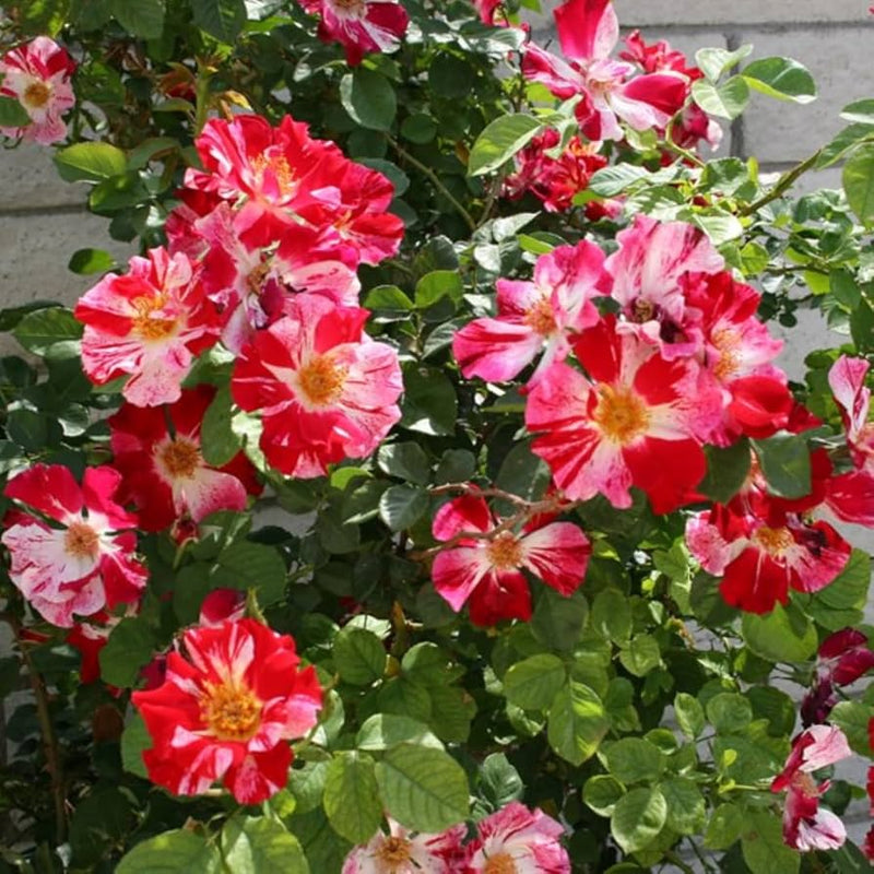 Semillas de flores de rosal trepador rosa y rojo para sembrar, popular en jardines, variedad tradicional y sin ingeniería genética, semillas para el jardín doméstico