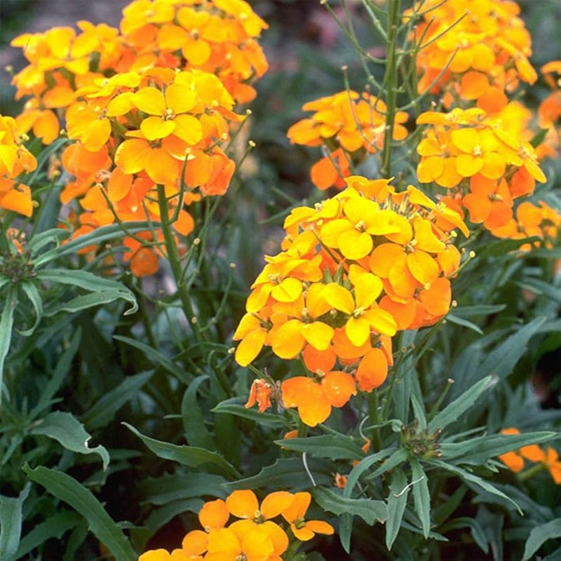 Siberian wallflower samen for colorful garten blooms