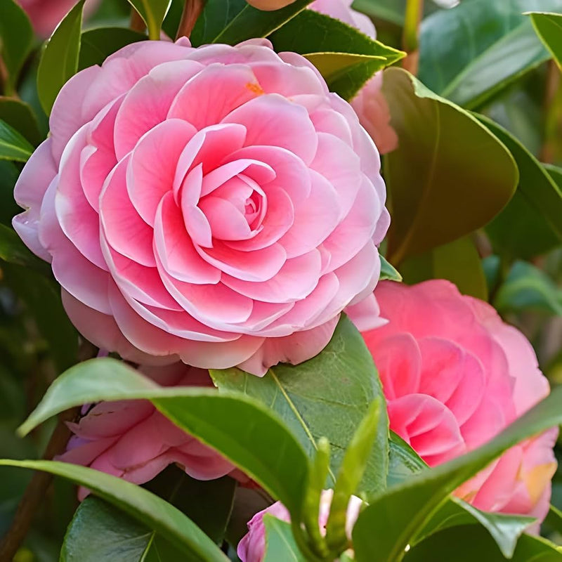 Semillas de camelia rosa para sembrar: flores rosas brillantes para su jardín