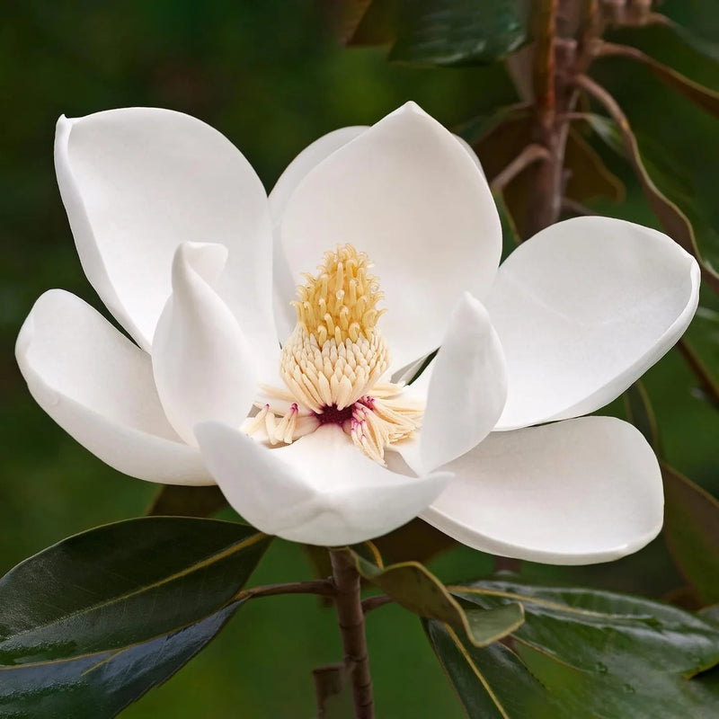 Semillas de flores blancas de Yulan para sembrar – flores fragantes – variedad tradicional y semillas sin OGM para el jardín doméstico