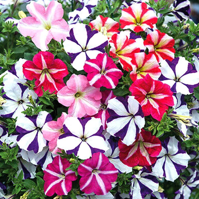 Semillas de flores de petunia blanca y rojo castaño para sembrar – para cultivar plántulas – variedad tradicional y semillas sin ingeniería genética para el jardín doméstico