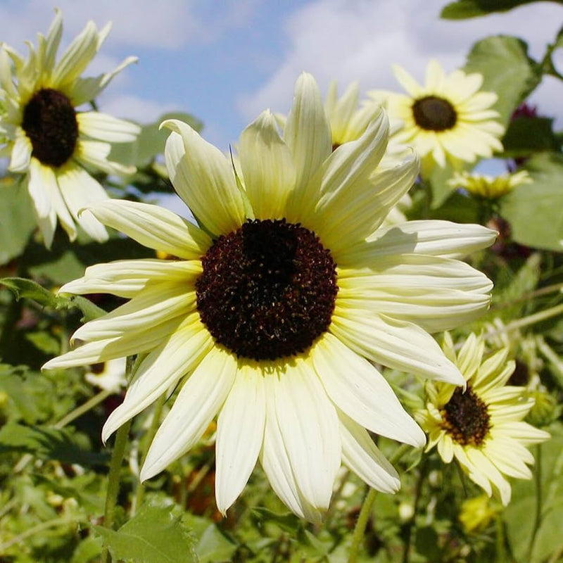 Vanilla ice sunflower long-lasting annual blume samen for beautiful gelb blooms