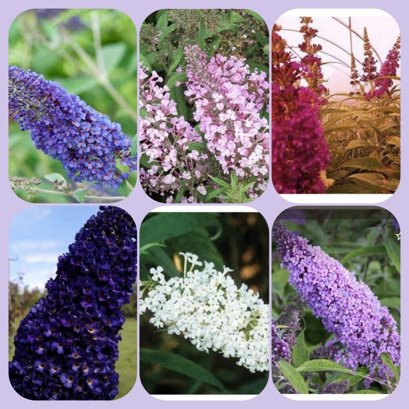 Heirloom buddleia blume samen for anpflanzung perfect for borders heirloom & gmo free samen for home garten
sale for anpflanzung in home garten