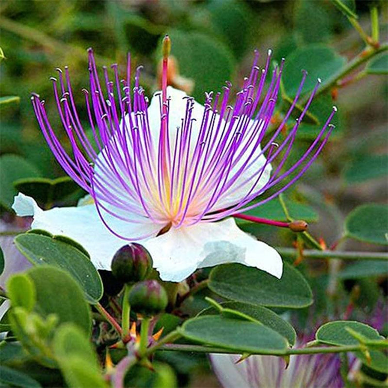 Weiß caper blume samen for anpflanzung - cottage garten essential, heirloom & gmo free samen for home garten
sale samen for home garten