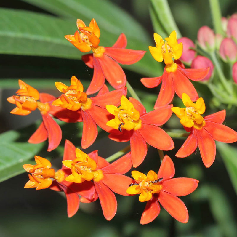 Asclepias curassavica blume samen for anpflanzung - colorful display, heirloom & gmo free samen for home garten
sale samen for anpflanzung in home garten