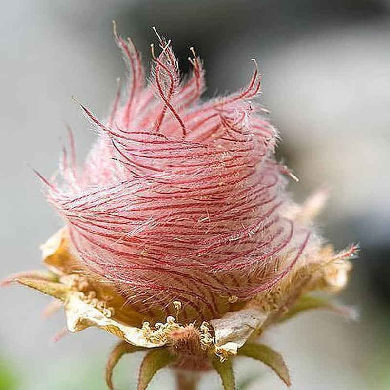 Triflorum blume samen for anpflanzung - long bloom season, heirloom & gmo free samen for home garten
sale samen for anpflanzung in home garten