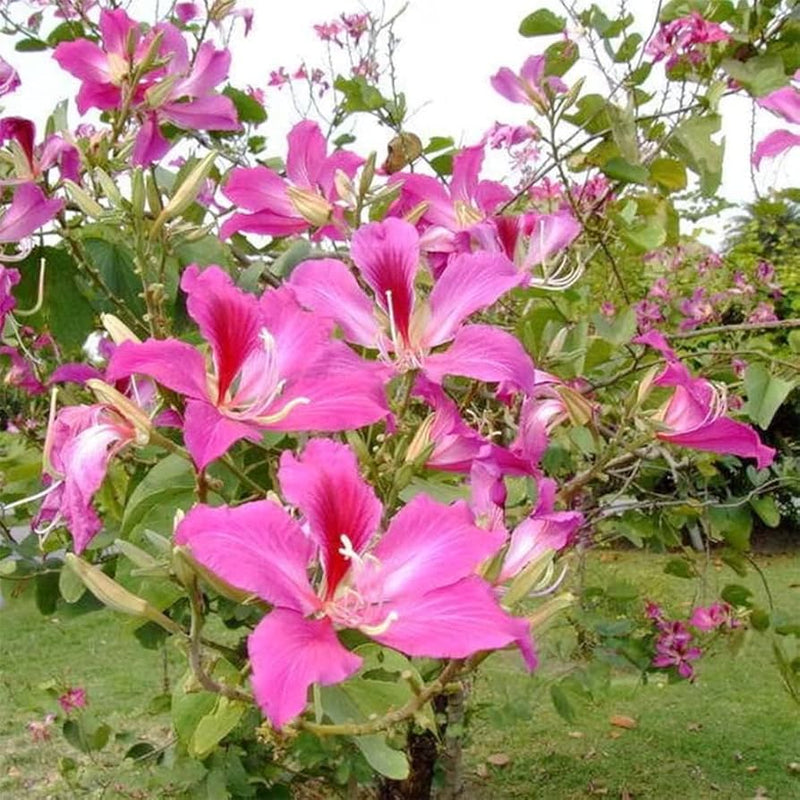 Rosa, semillas de Chandelier para siembra y cultivo, variedad tradicional y sin ingeniería genética, semillas para jardín doméstico
