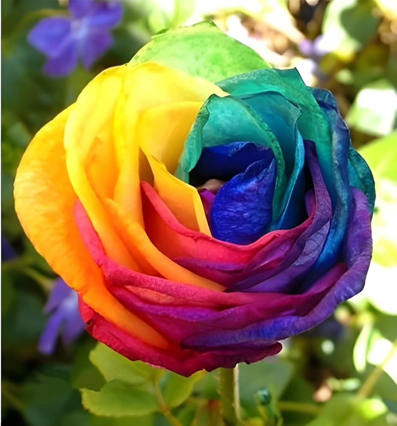 Rainbow rose rosa hybrida for anpflanzung in balcony