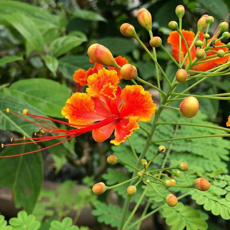 Rot caesalpinia or peacock blume samen for anpflanzung - shade tolerant, heirloom & gmo free samen for home garten
sale samen for anpflanzung in home garten