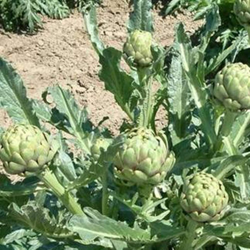 Glechoma longituba blume samen
