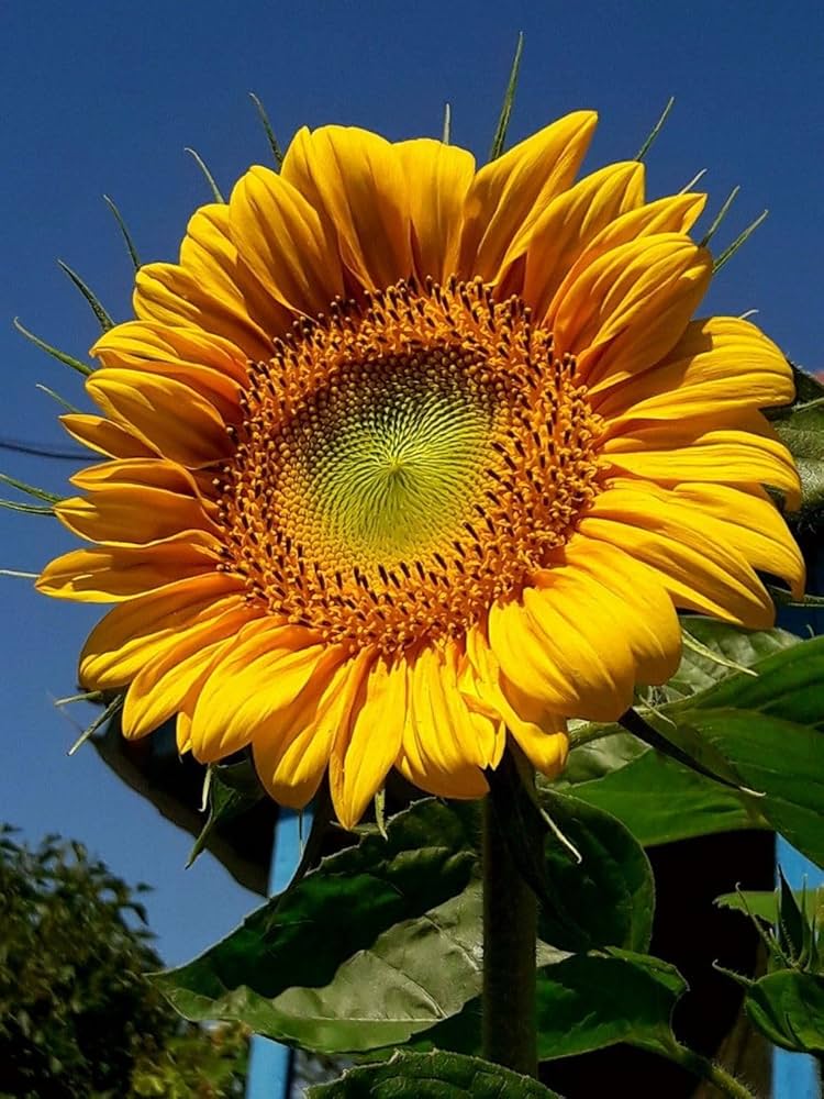 Giant sunflower helianthus annuus samen for anpflanzung in blume bed