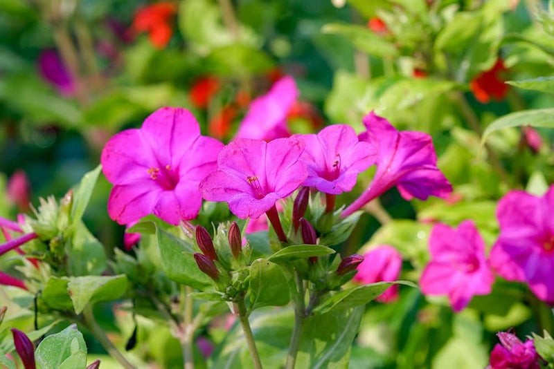Four o'clock mirabilis jalapa rot for anpflanzung in blume bed