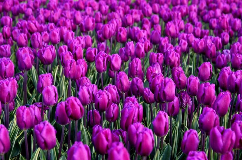 Violet Tulipe graines de fleurs à semer tolère la mi-ombre variété traditionnelle et sans OGM graines pour jardin familial