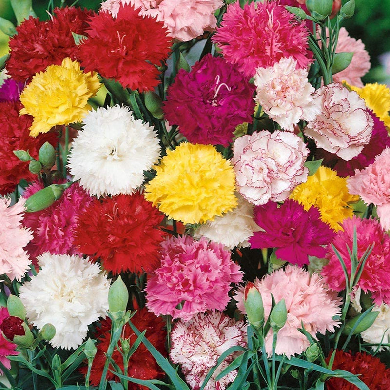 Dianthus caryophyllus carnation samen – 16 color blume mix