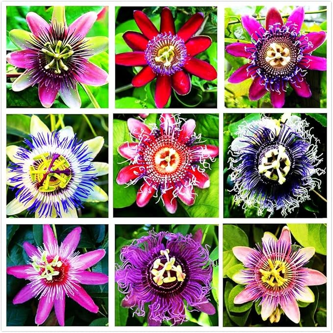 Passion blume passiflora spp for anpflanzung in garten