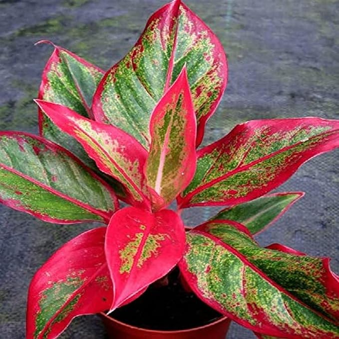 Aglaonema blume samen for anpflanzung - low maintenance, heirloom & gmo free samen for home garten
sale for anpflanzung in home garten